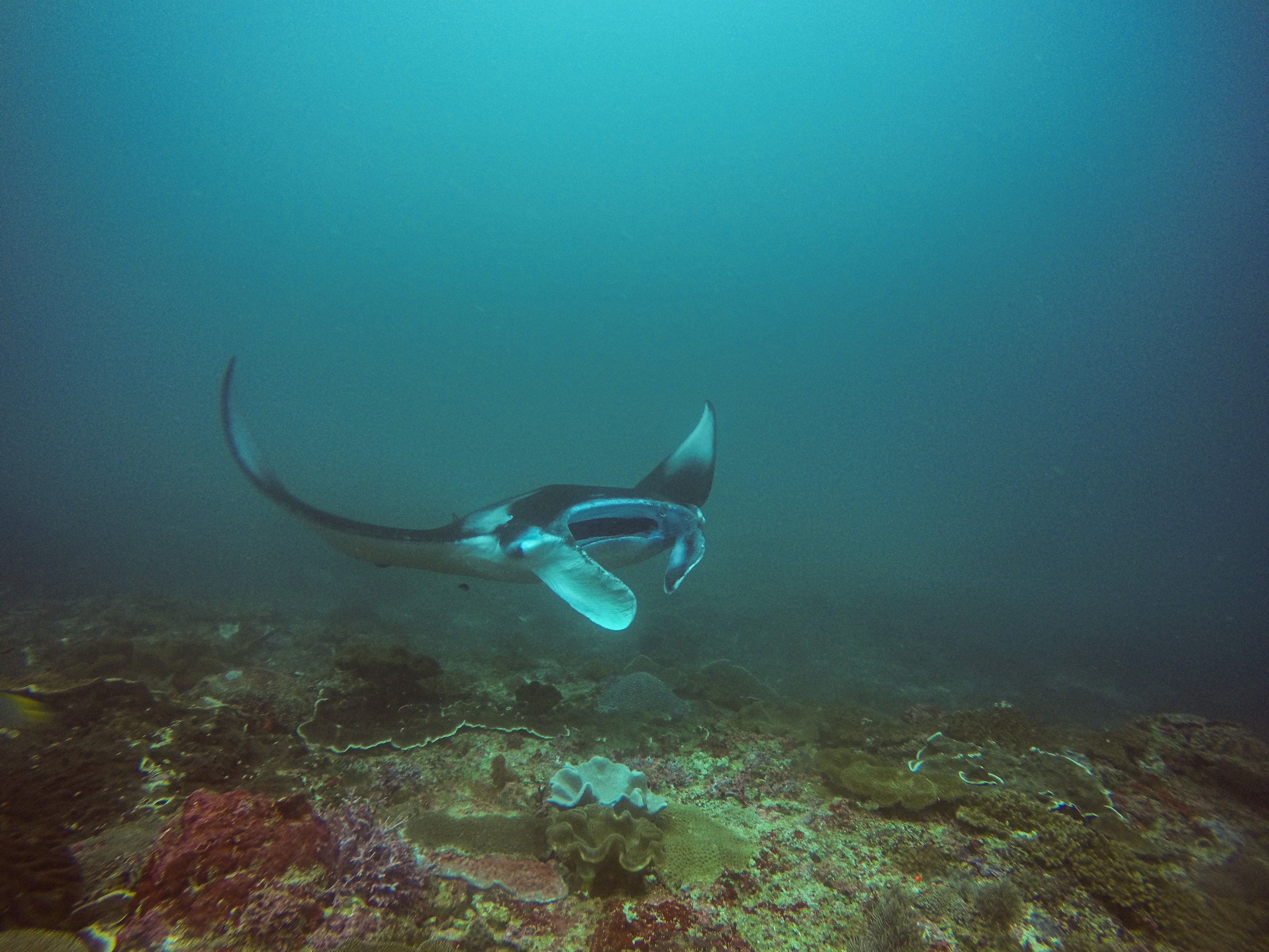 Nusa Penida 的 Manta Bay 水下蝠鱝